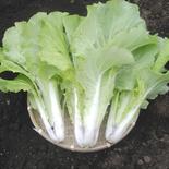 青森県産　山東菜　1kg(200g×5) 1kg(200g×5) 果物や野菜などのお取り寄せ宅配食材通販産地直送アウル