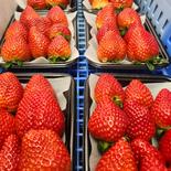 【いちご食べ納め】ななか 全国7件のみ栽培 今まで食べたことの無いいちごを皆様へ 200ｇ2パック ななか200g2パック 果物や野菜などのお取り寄せ宅配食材通販産地直送アウル