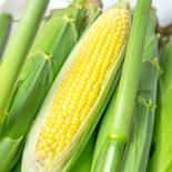 【2箱】とうもろこし「おおもの」M10本 【8月下旬】M10本×2箱 果物や野菜などのお取り寄せ宅配食材通販産地直送アウル