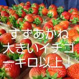 限定！おおき～い夏秋いちご　雄将農苑の夏秋イチゴ「すずあかね」　青森県産　夏イチゴ 5箱20パック(大きいイチゴ5キロ以上) 果物や野菜などのお取り寄せ宅配食材通販産地直送アウル