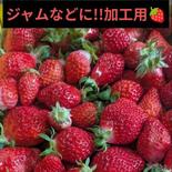 【クール便】加工用いちご^^熊本限定品種!!ゆうべに 箱込み1kg以上 果物や野菜などのお取り寄せ宅配食材通販産地直送アウル