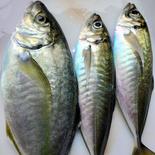 【お試し商品】養殖鯵の食べ比べセット 1.4~1.6kg 果物や野菜などのお取り寄せ宅配食材通販産地直送アウル