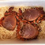 アサヒガニ　活き生冷凍　500g 500g　２匹 果物や野菜などのお取り寄せ宅配食材通販産地直送アウル