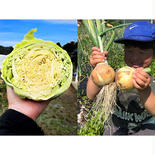 5kg【固定種の玉ねぎ】とキャベツの農薬不使用🧅旨い野菜の自然の甘味！ キャベツ2玉5kg玉ねぎ 果物や野菜などのお取り寄せ宅配食材通販産地直送アウル