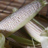 予約でお得　果汁弾けるホワイトコーン4 4本 果物や野菜などのお取り寄せ宅配食材通販産地直送アウル