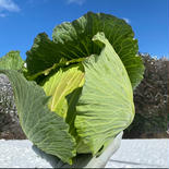 香美町の雪解けがもたらす恵み「春キャベツ」３玉 春キャベツ３玉 果物や野菜などのお取り寄せ宅配食材通販産地直送アウル