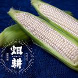 驚美味！「はたコーン」お試しパック【アウルの日】 とうもろこし5本入り(1本あたり400g前後) 果物や野菜などのお取り寄せ宅配食材通販産地直送アウル
