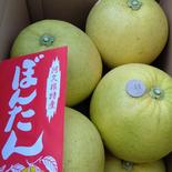 【巨大なみかん】ぼんたん8個入り  お歳暮に最適 8個入り  1個あたり800g~ 果物や野菜などのお取り寄せ宅配食材通販産地直送アウル