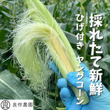 採れたて新鮮 ひげつきヤングコーン 20本入り 果物や野菜などのお取り寄せ宅配食材通販産地直送アウル