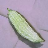【横浜の農園から直送】珍しい白ゴーヤ（1kg、6本前後） 1kg（6本前後） 果物や野菜などのお取り寄せ宅配食材通販産地直送アウル