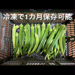 飯島農園の大長五角オクラ、ビッグフィンガー オクラ40〜50本 果物や野菜などのお取り寄せ宅配食材通販産地直送アウル