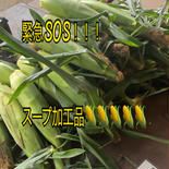 8月15.16日限定！！緊急募集！加工用とうもろこし🌽 60サイズ 果物や野菜などのお取り寄せ宅配食材通販産地直送アウル