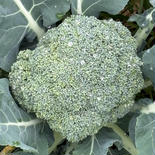 旬野菜新鮮ブロッコリー！2Kg 2Kg 果物や野菜などのお取り寄せ宅配食材通販産地直送アウル