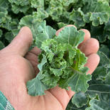 静岡生まれの新野菜プチヴェール 1袋100g×10袋 果物や野菜などのお取り寄せ宅配食材通販産地直送アウル
