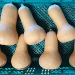 お試しサイズ🎶　バターナッツ（2個、約1.5kg）　＜栽培期間中農薬不使用＞ 約1.5kg 果物や野菜などのお取り寄せ宅配食材通販産地直送アウル