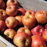 お得な訳アリ！サンつがる5kg 5kg箱　約2０玉～ 果物や野菜などのお取り寄せ宅配食材通販産地直送アウル