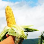 【とうもろこし】朝採り【太陽の甘み】【信州の環境にやさしい農産物栽培】スイートコーン　品種：おおもの【6～10本　約2.5～3kg】 とうもろこし【6～10本　約2.5～3kg】 果物や野菜などのお取り寄せ宅配食材通販産地直送アウル