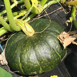 クリ南瓜ブラックのジョー 1.6㎏×２ 1、6Kgサイズ2個 果物や野菜などのお取り寄せ宅配食材通販産地直送アウル