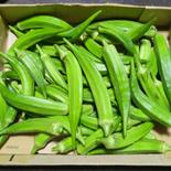 鈴木農園の規格外オクラ ５００g 果物や野菜などのお取り寄せ宅配食材通販産地直送アウル