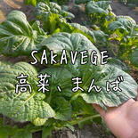 高菜　まんば　SAKAVEGE 1キログラム 果物や野菜などのお取り寄せ宅配食材通販産地直送アウル