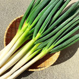 シャキシャキ！みずみずしい！白ネギ【宮崎県綾町産】 2kg 果物や野菜などのお取り寄せ宅配食材通販産地直送アウル