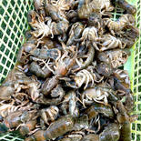 アナジャコ(マジャク)6月末まで。 1kg(約50匹) 果物や野菜などのお取り寄せ宅配食材通販産地直送アウル