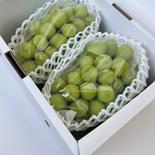 シャインマスカット　2房（1.2kg） 1.2kg 果物や野菜などのお取り寄せ宅配食材通販産地直送アウル