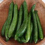 おまかせ夏野菜セット 約1.5〜1.9kg 果物や野菜などのお取り寄せ宅配食材通販産地直送アウル