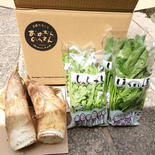京都山城産たけのこと葉物野菜詰め合わせ たけのこ3-3.5キロ・春菊5袋・ほうれん草5袋 果物や野菜などのお取り寄せ宅配食材通販産地直送アウル