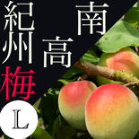 【L】南高梅　青梅 1㎏ 果物や野菜などのお取り寄せ宅配食材通販産地直送アウル