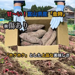 【お得！】※傷あり ホクホク！富山県産『金時』10kg 10kg 果物や野菜などのお取り寄せ宅配食材通販産地直送アウル