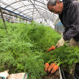 JASの人参まとめて3箱 ３キロ✖️3箱 果物や野菜などのお取り寄せ宅配食材通販産地直送アウル