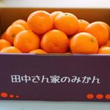 田中さん家のみかん　Lサイズ　4.7kg 早生みかん　4.7kg 果物や野菜などのお取り寄せ宅配食材通販産地直送アウル