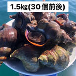 お手頃価格　三陸産　冷凍殻ツブ貝　ヒメエゾボラ　1.5kg(30個前後)　　3~4人前　送料無料 1.5㎏ 果物や野菜などのお取り寄せ宅配食材通販産地直送アウル