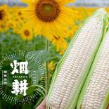驚美味！まさに絶品もぎたて「はたコーン」【アウルの日】 とうもろこし10本入り(1本あたり400g前後) 果物や野菜などのお取り寄せ宅配食材通販産地直送アウル