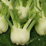 淡路島産　納豆菌栽培　フェンネル　フィノッキオ【飲食店向け】 300ｇ～600ｇが５個 果物や野菜などのお取り寄せ宅配食材通販産地直送アウル