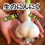 【テレビで紹介】青森の生のにんにく5玉🧄市場に出回らない逸品✨ 青森生にんにく5玉 果物や野菜などのお取り寄せ宅配食材通販産地直送アウル