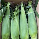木更津市産　とうもろこし　ゴールドラッシュ １０〜１2本入り 果物や野菜などのお取り寄せ宅配食材通販産地直送アウル