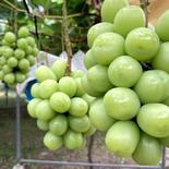 不知火町のシャインマスカット【１キロ】 1kg（2房〜３房） 果物や野菜などのお取り寄せ宅配食材通販産地直送アウル