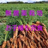 茨城産無農薬人参4kg 4kg 果物や野菜などのお取り寄せ宅配食材通販産地直送アウル