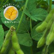 【漬物付き】30名様限定『糸島で大人気のたくあん付き』糸島産の農薬不使用枝豆「味風香」250g×4袋（1kg） 枝豆1kg 【特A土壌・風味豊か】福岡県糸島産の特A土壌で育ったやさしい『きな粉』100g 通販