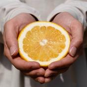 【訳あり】河内晩柑 2kg【ほのかな甘みに爽やかな酸味】 【訳あり】河内晩柑 2kg 【家庭用】河内晩柑 7kg 爽快！！和製グレープフルーツ♡ 通販