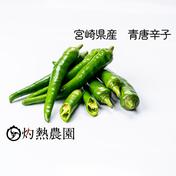 韓国産生青唐辛子 (辛口)500g