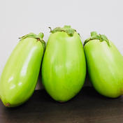 【白丸なす / トロなす】 --- 6個入り 1.2~1.5kg ※訳あり