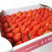 サイズ色々、クール冷蔵便】キンド酵素栽培いちご「さがほのか  