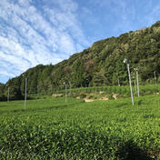 2021年　有機初刈新茶 100g ["大台町", "産地詳細"] 通販