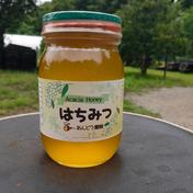 【アカシア】天然はちみつ 600g 蜂蜜 ハチミツ セイヨウミツバチ 国産 600g 2024年産2年蜜[巣箱1]和歌山 古座川産 日本みつばちの蜜300gーー 天然 ミツバチ はちみつ　日本蜜蜂 通販