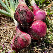 【期間限定】葉付き新赤玉ねぎ4kg10個程度 農薬・化学肥料不使用 赤4kg 紅はるか干し芋無添加400㌘×６パック 通販