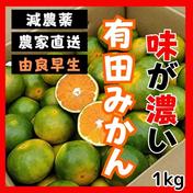 甘い！有田みかん 最高級 1kg 少農薬 地元から愛される由良早生 激安 1kg 女性必見【ほぼ無農薬】売り切れ続出！有田みかん【はっさく】訳あり3kg 通販