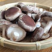 新鮮菌床生しいたけ 1.5㎏　冷蔵便 1.5kg 【専用】原木生しいたけM〜Lサイズ 通販
